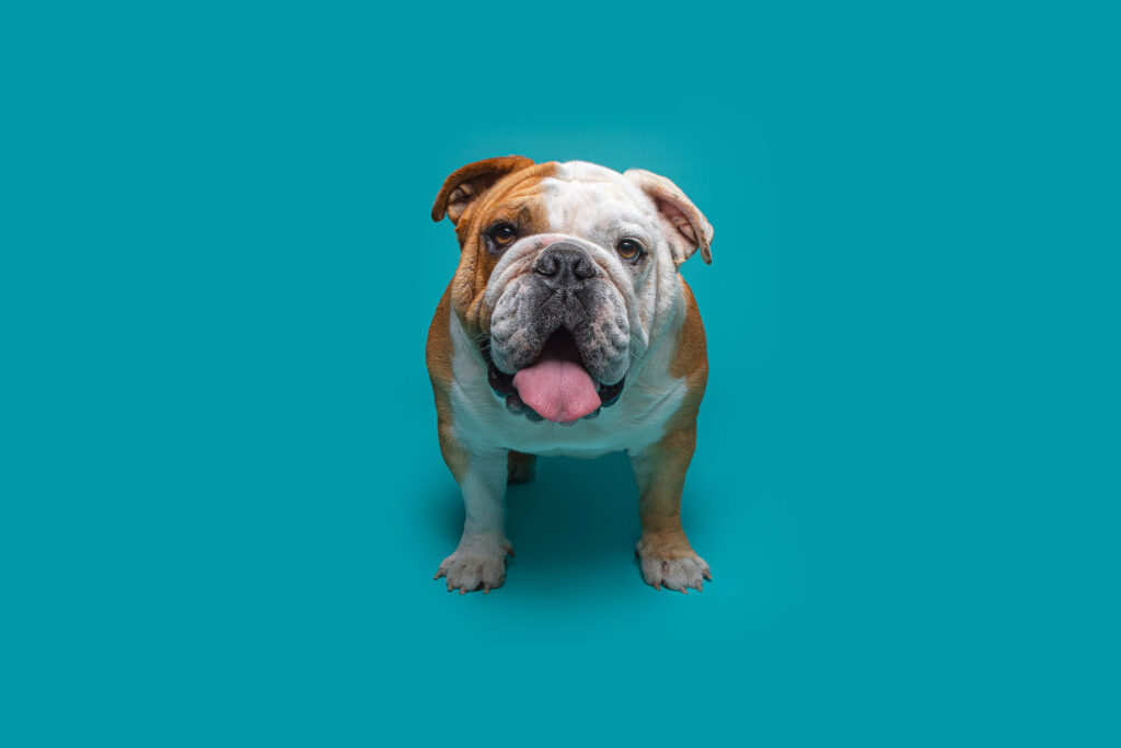 Home-Mascotas-perro-El-Gomez-Franco